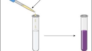 Identification of Phenol Organic Chemistry Alcohol phenol Chemistry practicals [upl. by Anafetse]