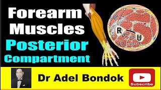 How do you Remember Every Muscle in the Forearm Posterior Compartment Dr Adel Bondok [upl. by Kawasaki]