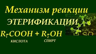 Органика Механизм реакции этерификации карбоновая кислота  спирт [upl. by Jem]