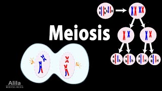 Meiosis Animation [upl. by Suired865]