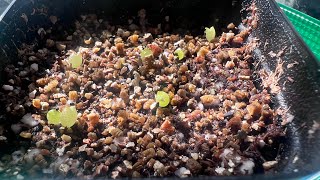 Part2 Copiapoa Cinerea ColumnaAlba cactus seedlings 2 week update Rare seeds from Mesa Garden [upl. by Rigdon]