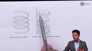 Biomolecules one shot revision class 12 chemistry for boards 2024 Biomolecules one shot [upl. by Acsicnarf]