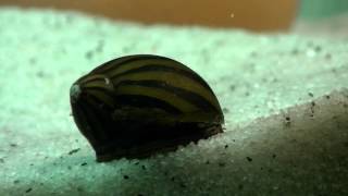 Fish Species Episode 4  Zebra Nerite Snail [upl. by Katey537]