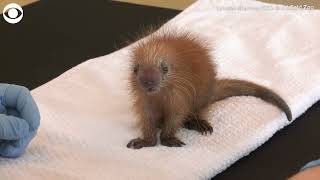 Baby porcupine being cared for by staff at Brookfield Zoo [upl. by Ire]