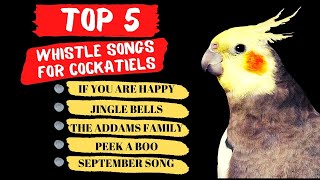 Top 5 Cockatiel Whistle Training Songs Parrot Training and Singing [upl. by Eneja]