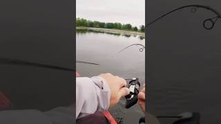 Pike Attack shorts fishing agressive pike angling kayakfishing exciting viral fish blowup [upl. by Ganiats949]