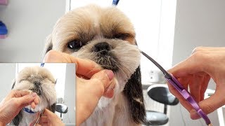 Shih Tzu Head Grooming  PetGroooming [upl. by Yelreveb]