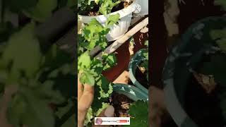 Controlling of aphids chamanthiplants youtubeshorts shorts [upl. by Chapa658]