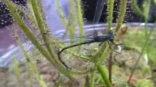 Forked Sundew catches Blue Damselfly [upl. by Arema]