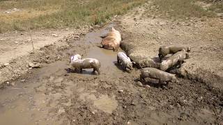 Muttersau und Ferkel baden in der Suhle  Hof am Schwarzbach [upl. by Phillada]