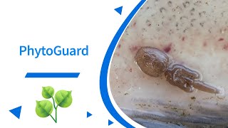 PhytoGuard natural shield against external parasites in fish [upl. by Yasui]