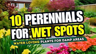 😱 Top 10 Perennial Plants for WET SPOTS 💦 WaterLoving Plants for DAMP Areas in Your Garden 👀 [upl. by Florence977]