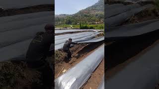 The process of installing plastic mulch on agricultural okt6 farming agriculture [upl. by Dedra]