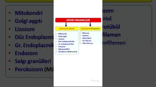 FİZYOLOGİC HÜCRE FİZYOLOJİSİ  HÜCRE ORGANELLERİ [upl. by Jada]