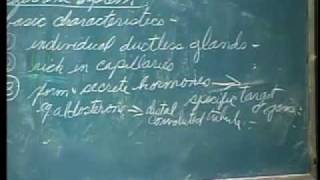 Integrative Biology 131  Lecture 36 Endocrine System [upl. by Meli]