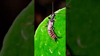 Earwigs video insects youtubesearch youtubevideo Insectopedia123 [upl. by Abraham]