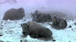 National Geographic Documentary HD History Channel Yellowstone National Park [upl. by Areit325]