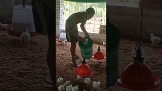 poultryfarmingmedicine dalte hue drinker mai bihar reel [upl. by Lidia]