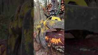 “Future tech in forestry  Hightech loader in action” automobile harvester forest viralvideo [upl. by Atnek619]