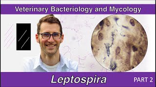 Leptospira Part 2  Veterinary Bacteriology and Mycology [upl. by Amaryl]