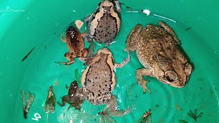 Amazing Rain Frogs And Toad Catch And Eating The Termite Flies After Rain  Rain Bugs  Rain Insects [upl. by Rosenberger734]