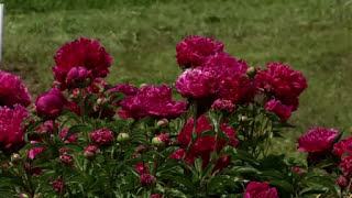 Prairie Yard amp Garden Peonies [upl. by Amie240]