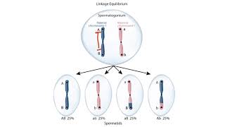 USMLE Step 1 Linkage Disequilibrium [upl. by Quartet]