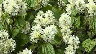 Fothergilla major [upl. by Nnylf]