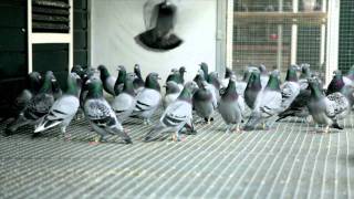 Eijerkamp Duiven pigeons film test [upl. by Strenta907]