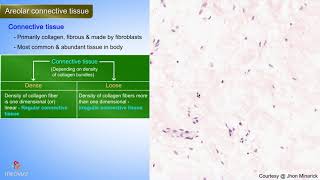 Histology of Areolar Connective tissue  Shotgun Histology [upl. by Anifled240]