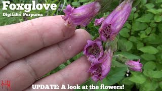 ⟹ FOXGLOVE  Digitalis purpurea  My Foxglove is flowering [upl. by Eojyllib]