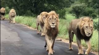 7 Satara Males  7 Male Lions Walking together in Kruger National Park [upl. by Yelsehc722]