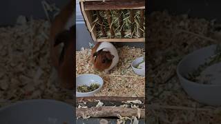 🐹 So cute 🥰❤️🥰 meerschweinchen cute [upl. by Eseyt]