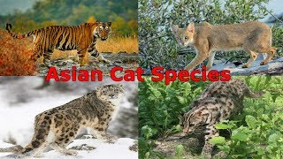 All Cat Species Asia  Species List [upl. by Oreste54]