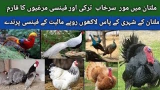 Biggest amp Beautiful Birds Farm  Part 2  Mor surkhab Turkey Birds  visit beautiful farm in Multan [upl. by Trebornhoj]