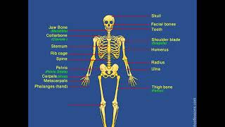 Skeletal System  Human Skeleton  Label Human Skeleton [upl. by Neik]