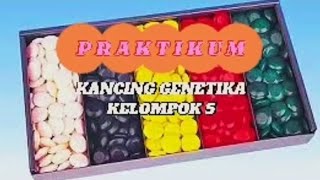 Praktikum Kancing Genetika Hukum Mendel 1 dan 2 Kelompok 5 [upl. by Alet]