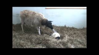 Dorper Sheep The lambing process [upl. by Cecile]