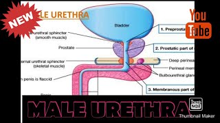 MALE URETHRA ANATOMY [upl. by Eelyrag]