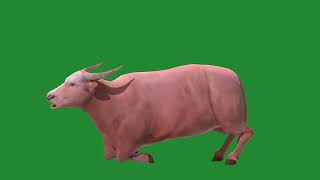 Domestic Water Buffalo Albino Breed 3D animals nyilonelycompany nature waterbuffalo albino [upl. by Ynnavoig]