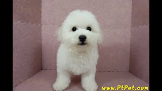 0129 比熊犬 Bichon Frise 公幼犬日新犬舍 [upl. by Ben381]