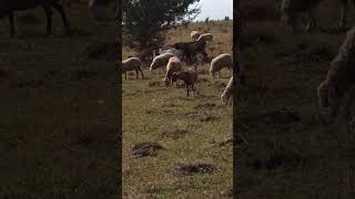 Вот такие нежности между козой и козлом😅😁 деревенскаяжизнь животные farming природа [upl. by Alika]