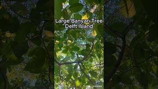 Large Banyan Tree Delft Island 🇱🇰 shorts viralvideo amazingsrilanka [upl. by Kenton]