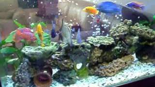 אקווריום ציקלידים Cichlids Aquarium [upl. by Kuster]