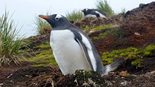 Gentoo Penguins [upl. by Barkley712]