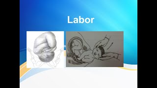 Normal Labor and its mechanism [upl. by Demha596]