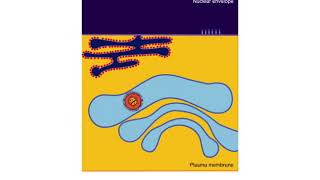 Passage of a herpesvirus capsid through the nuclear envelope and release from the cell [upl. by Wehner372]