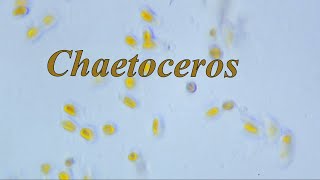 Mikroalga Diatom Chaetoceros [upl. by Uriisa]