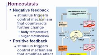 AP Biology Chapter 45 Endocrine System Part 1 [upl. by Everick405]