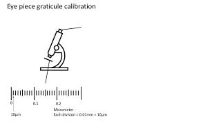 Eye piece graticule calibration A level biology AQA [upl. by Pascale]